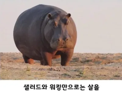 샐러드와 걷기만으로는 살을 못뺌.JPG