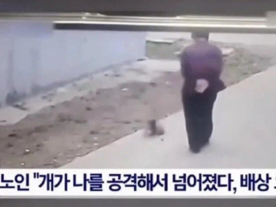 개가 공격했다고 주장한 노인