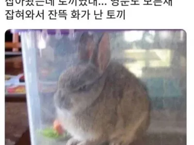 갑자기 잡혀와서 몹시 화가난 토끼