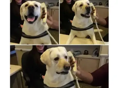 원격으로 혼나는 중