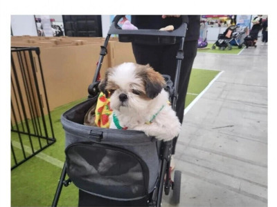 펫 페어 다녀왔는데 울집 개 때문에 너무 창피했어