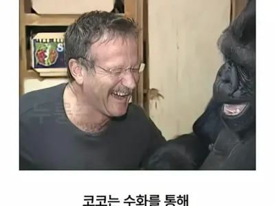 수화를 배운 고릴라.jpg