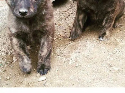 다양한 진돗개 품종