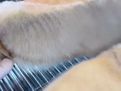 8주 숙성한 참치 비주얼