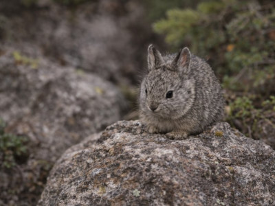 세계에서 제일 작은 토끼