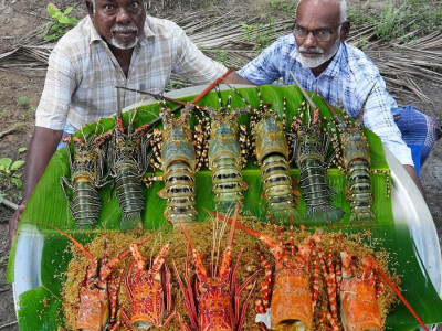 인도에서 판다는 3만원 짜리 랍스터 정식??