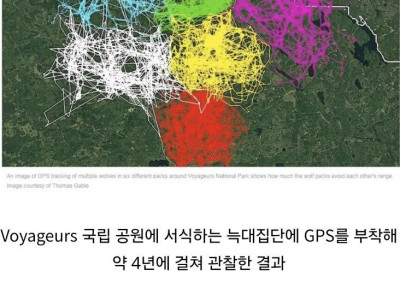 야생 늑대집단 6무리를 GPS로 추적한 결과.jpg