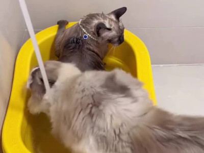 수속성 추가한 고양이.JPG