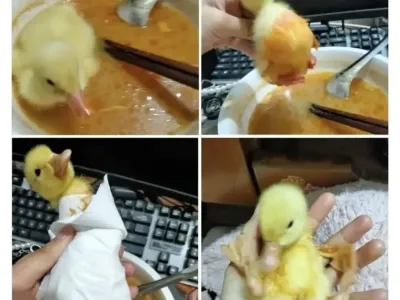 새끼오리 키울 때 주의할 점