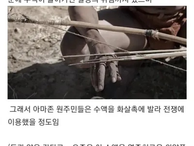 남미의 위험한 나무