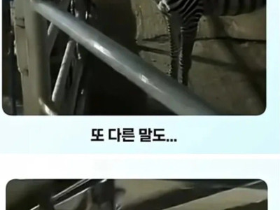 얼룩말 처음 본 말 반응.jpg