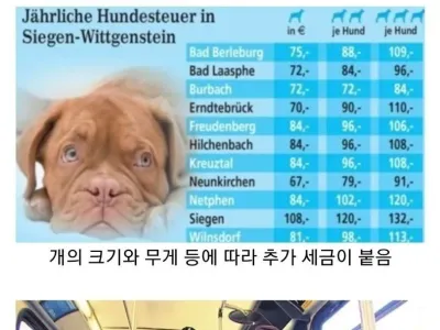 개도 세금을 내는 나라