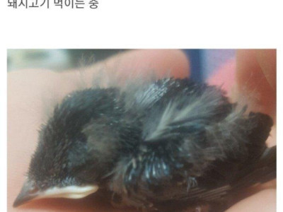 새끼제비 주운 썰