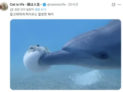 돌고래에게 찔리는 불쌍한 복어