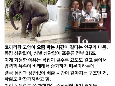 의외로 코끼리랑 고양이랑 인간이 같다는 것.jpg