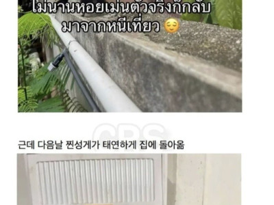 고양이를 잃어버린 태국인