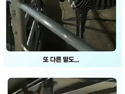 얼룩말 처음 본 말 반응