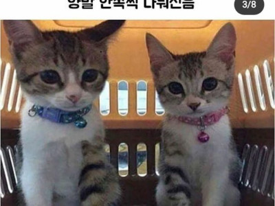 신기하게 한짝씩 나눠 신은 냥이들