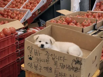 얼굴 믿고 아무것도 안 하는 시장 알바