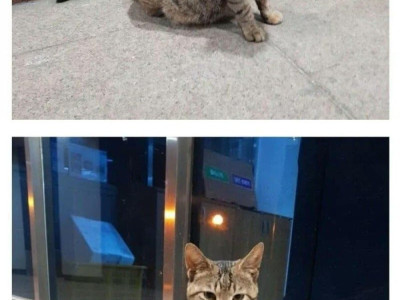 중소기업 고양이 특징