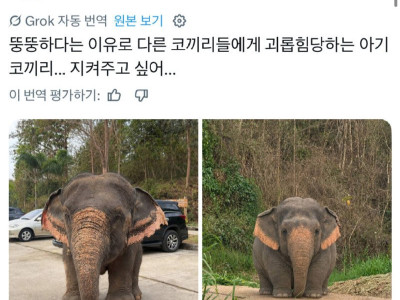 뚱뚱해서 따 당한 아기 코끼리래여