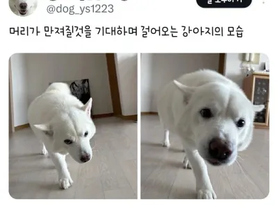 머리가 만져질것을 기대하며 걸어오는 강아지의 모습