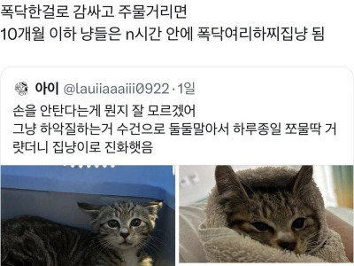 길고양이 입양했는데 경계를 안풀면.jpg