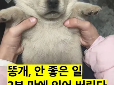 똥개, 안 좋은 일 2분만에 잊어버린다