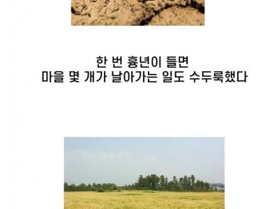 구황작물에 대한 이야기