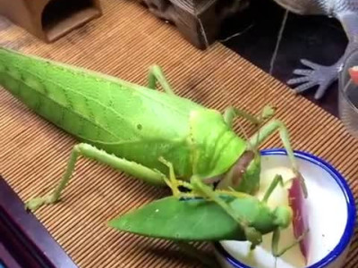 약혐)사과 먹는 왕여치