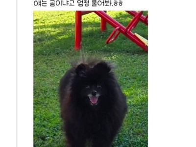 편견 없는 대한민국 강아지편