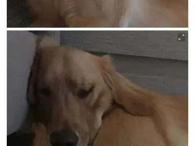 치킨 안 줘서 삐진 강아지