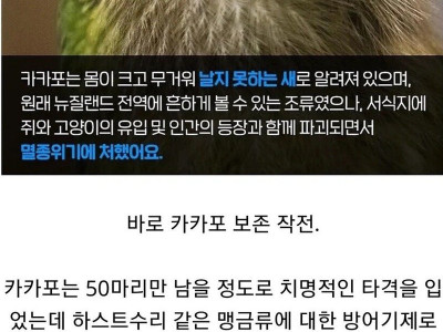 뉴질랜드 공무원들의 비밀작전 '앵무새'