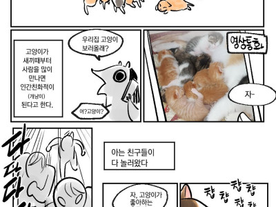 임신한 고양이를 주워왔더니 새끼를 낳은 만화