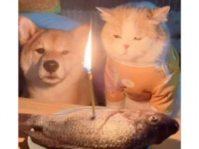 급하게 차린 고양이의 생일상