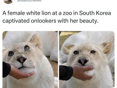 세계에서 가장 예쁜 백사자가 우리나라에 살고 있어요.jpg