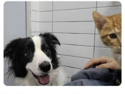 주인이 화장실갔을때 개와 고양이 생각차이