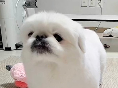 홈캠보고 자기 만지라는 강아지