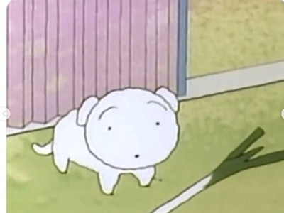 흰둥이 표정보소ㅋㅋ