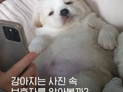 강아지는 사진속 보호자를 알아볼까???