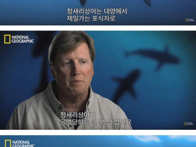 바다속의 거품,,,상어의 위엄