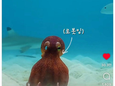 은혜갚는 문어