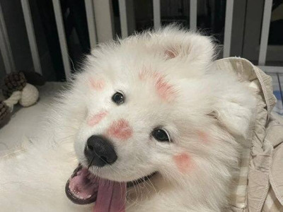 뽀뽀를 받은 멍멍이와 고양이 차이