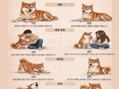 암컷시바와 수컷시바 구별법.jyp