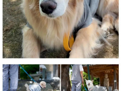 요즘 견주들 사이에서 핫하다는 댕플스테이