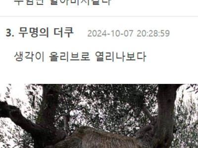 이탈리아의 1500년 된 올리브나무