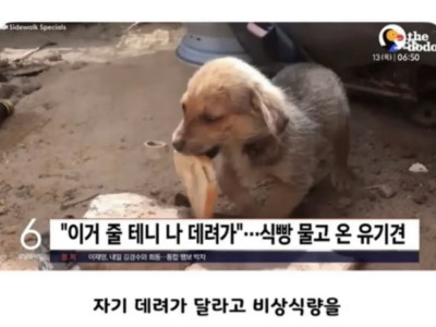 [감동] 식빵 물고 온 유기견