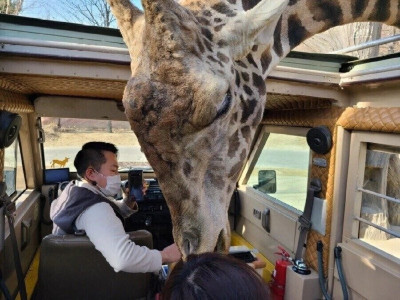 의외로 잘 모르는 기린 실제 크기 체감.jpg