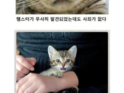 동물버전 제목학원