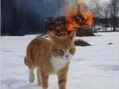 그냥 지나가던 고양이 사진임
